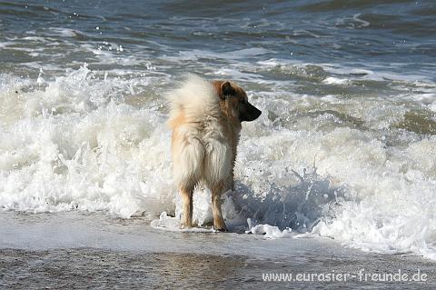 (Foto Goslar)_daenemark_2010_IMG_0054_Bjergborgstrand.jpg - Whrend Sahri badet ...